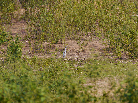 テスト撮影(FD300mmF4L) P1080463_R