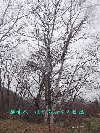白樺