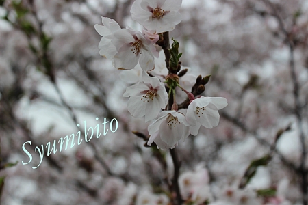 2012.4.28 桜