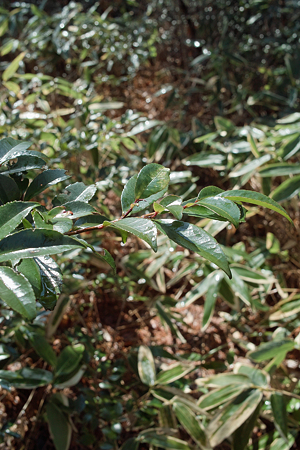 Leaves03142012dp2-01