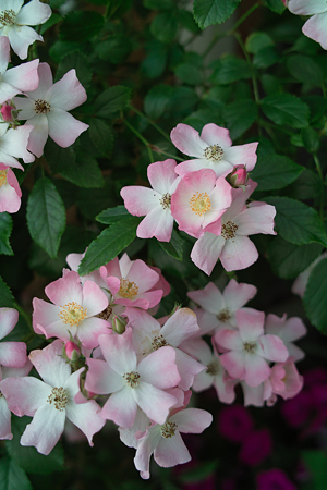 flower06112011dp2-05
