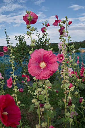 Flower07092011sd15-04
