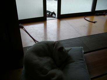サッシの隙間から・・