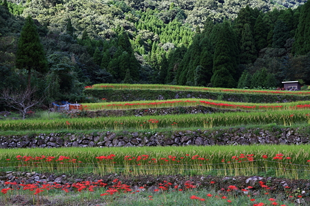 UZOU_00039