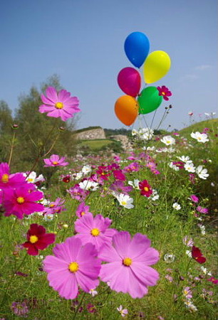 IMGP6007_1008