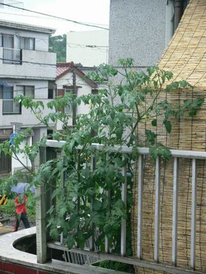 6月10日のフルーツトマト