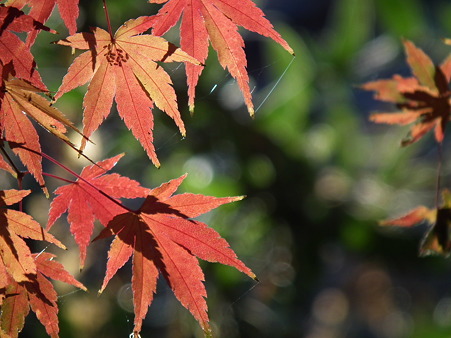 紅葉 242