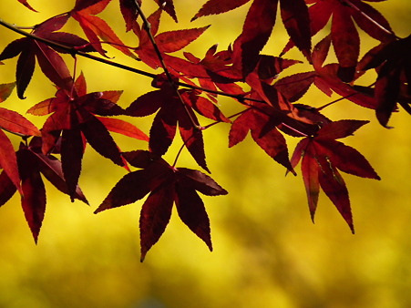 紅葉 281