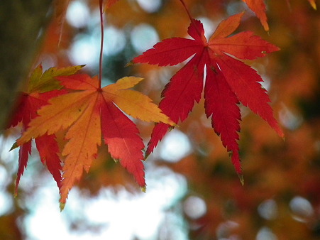 紅葉 434