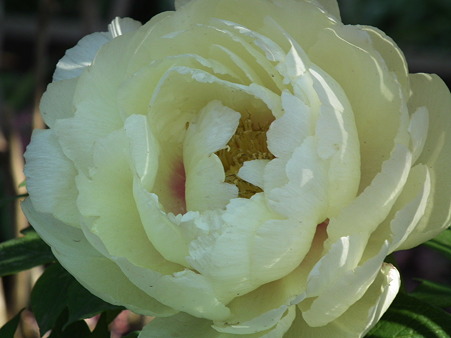 DSCF0110