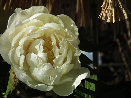 DSCF0252