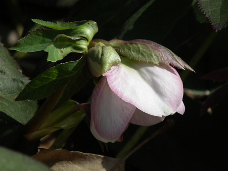 DSCF0009