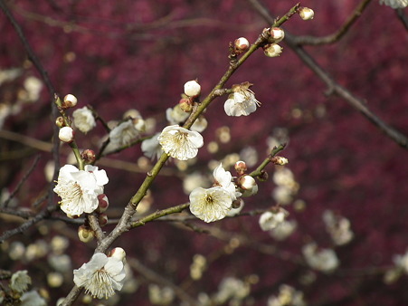DSCF0213