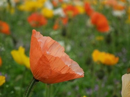 DSCF0507