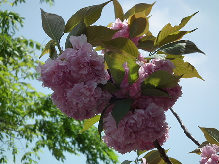 DSCF0003