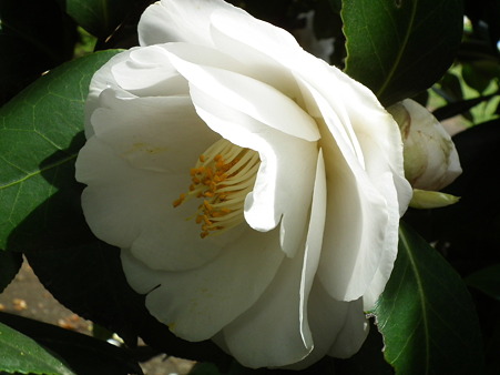 DSCF0206