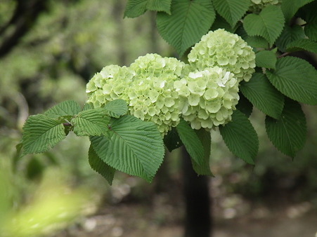 DSCF0270