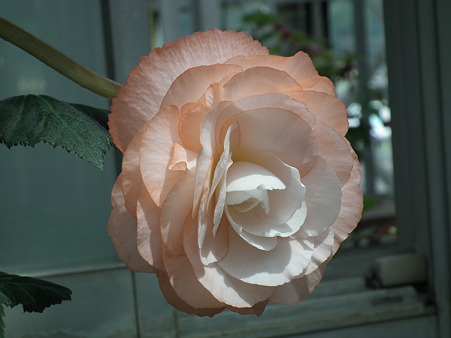 DSCF0420