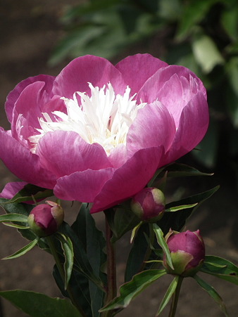 DSCF0005