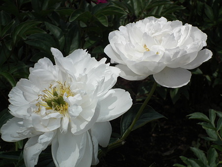 DSCF0012