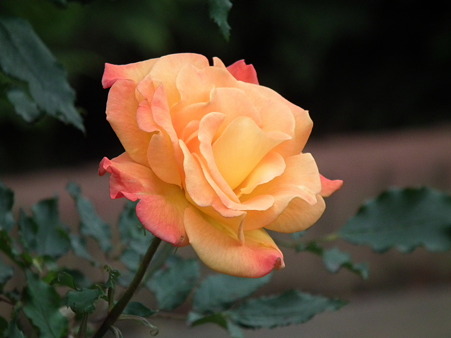 DSCF0718
