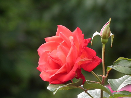 DSCF0339
