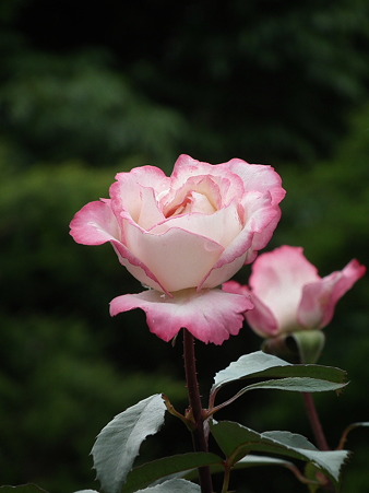 DSCF0066