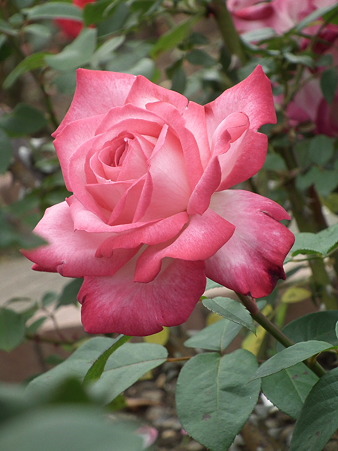 DSCF0646