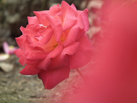 DSCF0383
