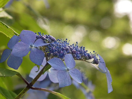 DSCF0746