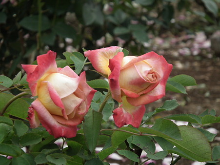 DSCF0186