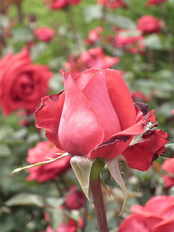 DSCF0192
