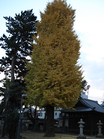 柴又八幡神社の大銀杏
