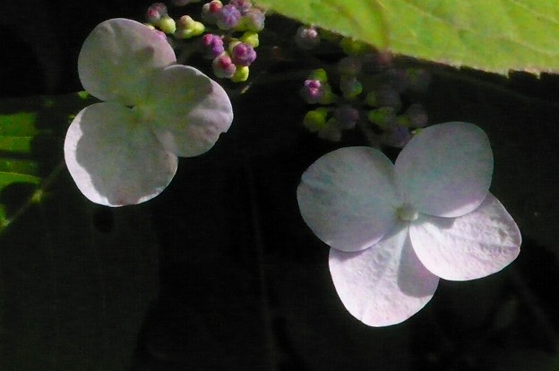 P1170245