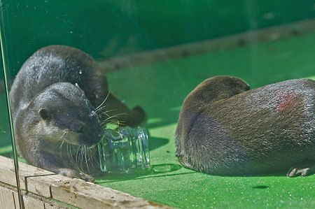 tokyowildlife110924092