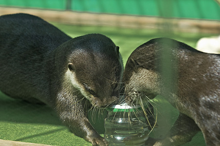 tokyowildlife110924119