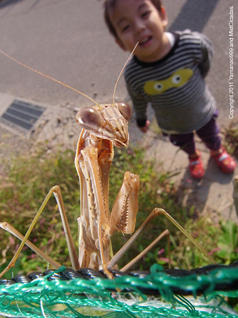 オオカマキリ