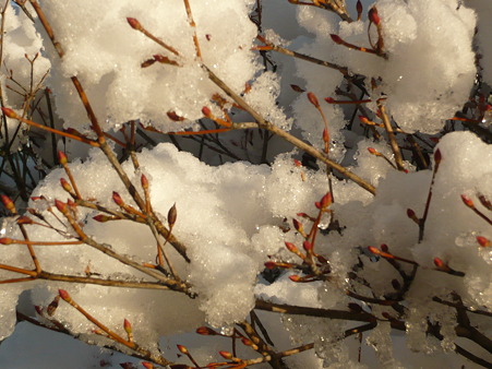新芽に雪…