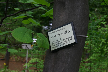 ハクウンボク