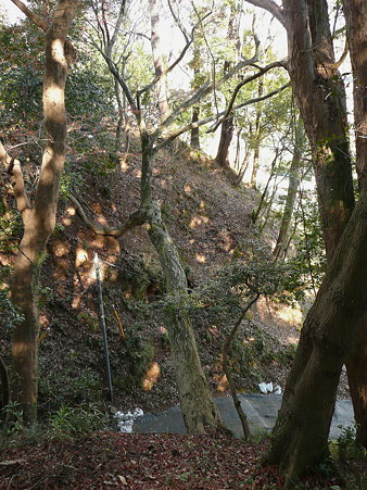 熊野神社裏から見た樹木