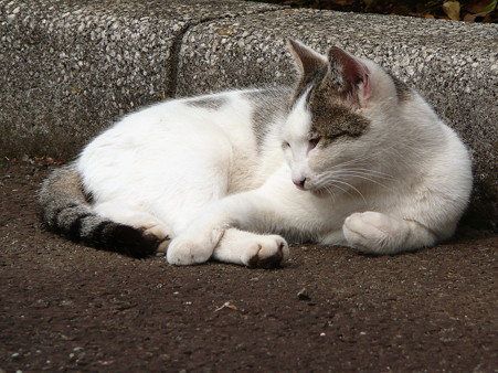 岩本山の猫たち