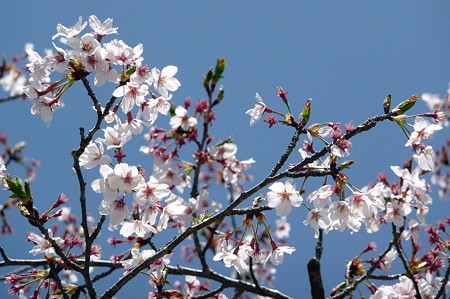 明星山公園の桜