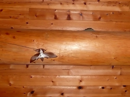 休憩所の天井を飛ぶツバメ