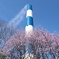 Photos: 桜と煙突(4/10の様子)その１