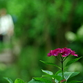 Photos: 明月院の紫陽花その６