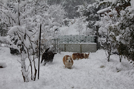雪はたのしい