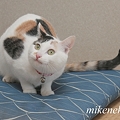 Photos: 座布団