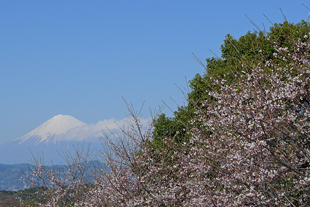 2012401sakura12