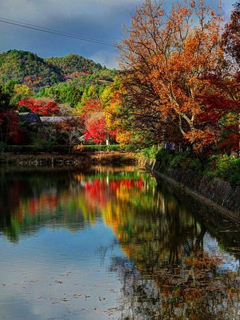 2011年12月5日　嵯峨野　紅葉(1)　HDR