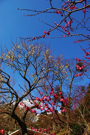 2012年2月11日 熱海梅園(2)